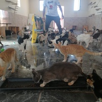 photo de livraison pour L'Arche de Noé