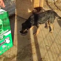 photo de livraison pour Udruženje za zaštitu životinja "Pongo"