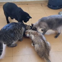 photo de livraison pour Chats Libres des Hauts Cantons de l'Hérault