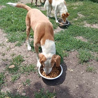 photo de livraison pour Serbian Society for the Protection of Animals - SSPA