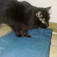 photo de livraison pour Amicale Chats