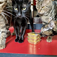 photo de livraison pour Association C.A.T.S. Chat Animal Terrien Solidarité