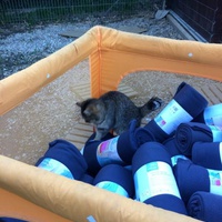 photo de livraison pour Les chats de chez nous