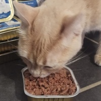 photo de livraison pour Le Gang des Matous