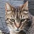 photo animal