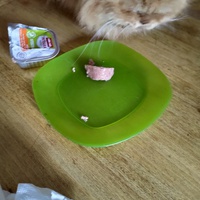 photo de livraison pour Chats Grains d'Amour