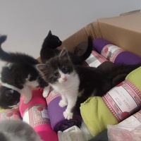 photo de livraison pour Chiens, Chats et Cie