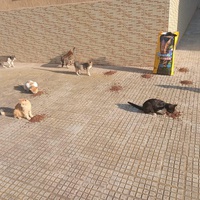 photo de livraison pour Comme Chiens et Chats Maroc