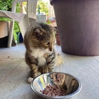 photo de livraison pour STREET CATS