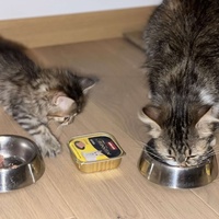 photo de livraison pour Les Chatgabonds