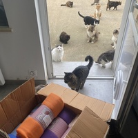 photo de livraison pour SADF (Sauvetage des animaux domestiques de France)