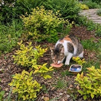 photo de livraison pour Adoption Féline Estuaire