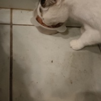 photo de livraison pour L'Arche de Tika