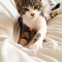 photo de livraison pour Les Chats de Cooper
