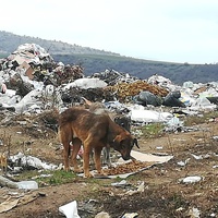 photo de livraison pour Civic Initiative Kane Korzo Skopje