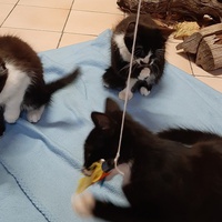 photo de livraison pour Bien vivre avec les Chats Sallélois