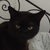 photo animal