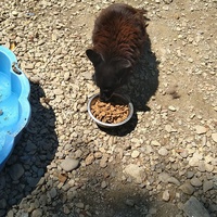 photo de livraison pour Saving Orphaned Souls Sheila's Animal Rescue Mission