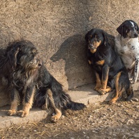 photo de livraison pour Azil Bella