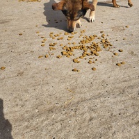 photo de livraison pour Nobody's Dog France