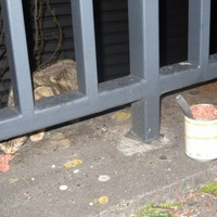 photo de livraison pour Chat Libre de l'Ile du Ramier