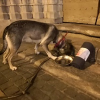 photo de livraison pour Le Resto des Zanimos