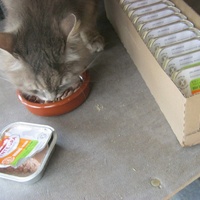 photo de livraison pour Au Bonheur des Chats Libres