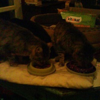 photo de livraison pour Pattes de Chats 50
