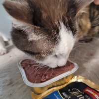 photo de livraison pour Les Chats libres de Fleurance