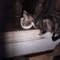photo de livraison pour Une vie, Un chat