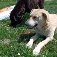 photo de livraison pour Sanctuaire de la Faune de Tanger (SFT)