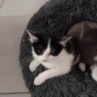 photo de livraison pour Chat L'Heureux Chat l'Ange et Cie