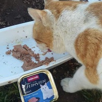 photo de livraison pour Les Chats-Pitresdelavi-Ste