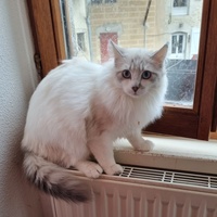 photo de livraison pour Ecole du Chat d’Arbois