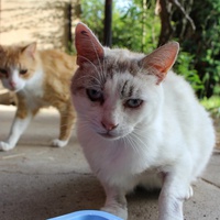 photo de livraison pour Chatsociation71