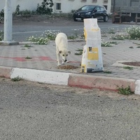 photo de livraison pour 4 Pattes Mogador