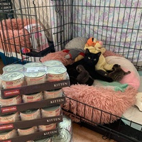 photo de livraison pour Les chats Port-Saint-Louisiens