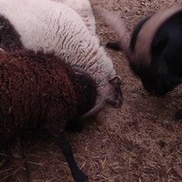 photo de livraison pour HELP