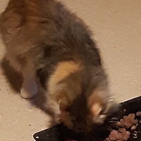 photo de livraison pour Pour l'Amour des Chats