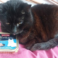 photo de livraison pour FELINS VAGABONDS