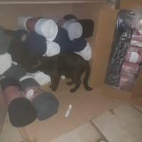 photo de livraison pour Les Chats de la Tour