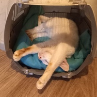 photo de livraison pour Les Pattounes de l'Espoir