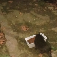 photo de livraison pour Les chats libres de Caro