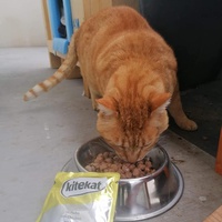 photo de livraison pour Castel Cats