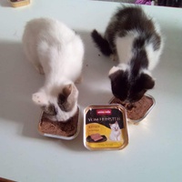 photo de livraison pour Pour l'Amour des Chats
