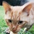 photo animal