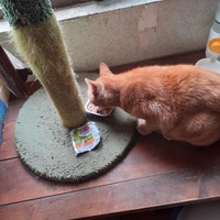 photo de livraison pour Des Cœurs pour les Pattes du 93