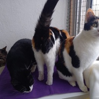 photo de livraison pour Les Pattounes de l'Espoir