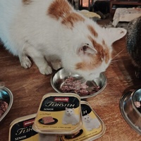 photo de livraison pour Patounes de Chats