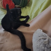 photo de livraison pour Rohini et Compagnie